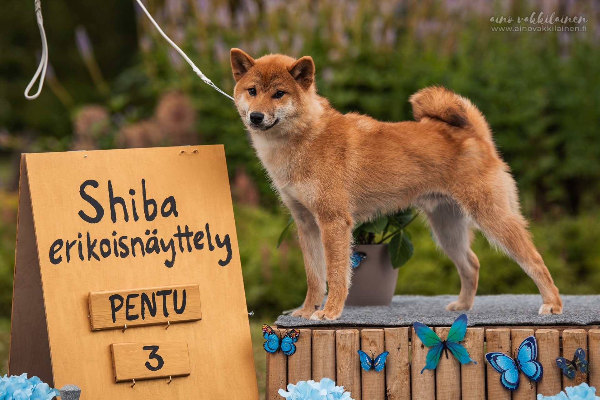 3.sija Yukiguni No Tomodachi No Roo Go