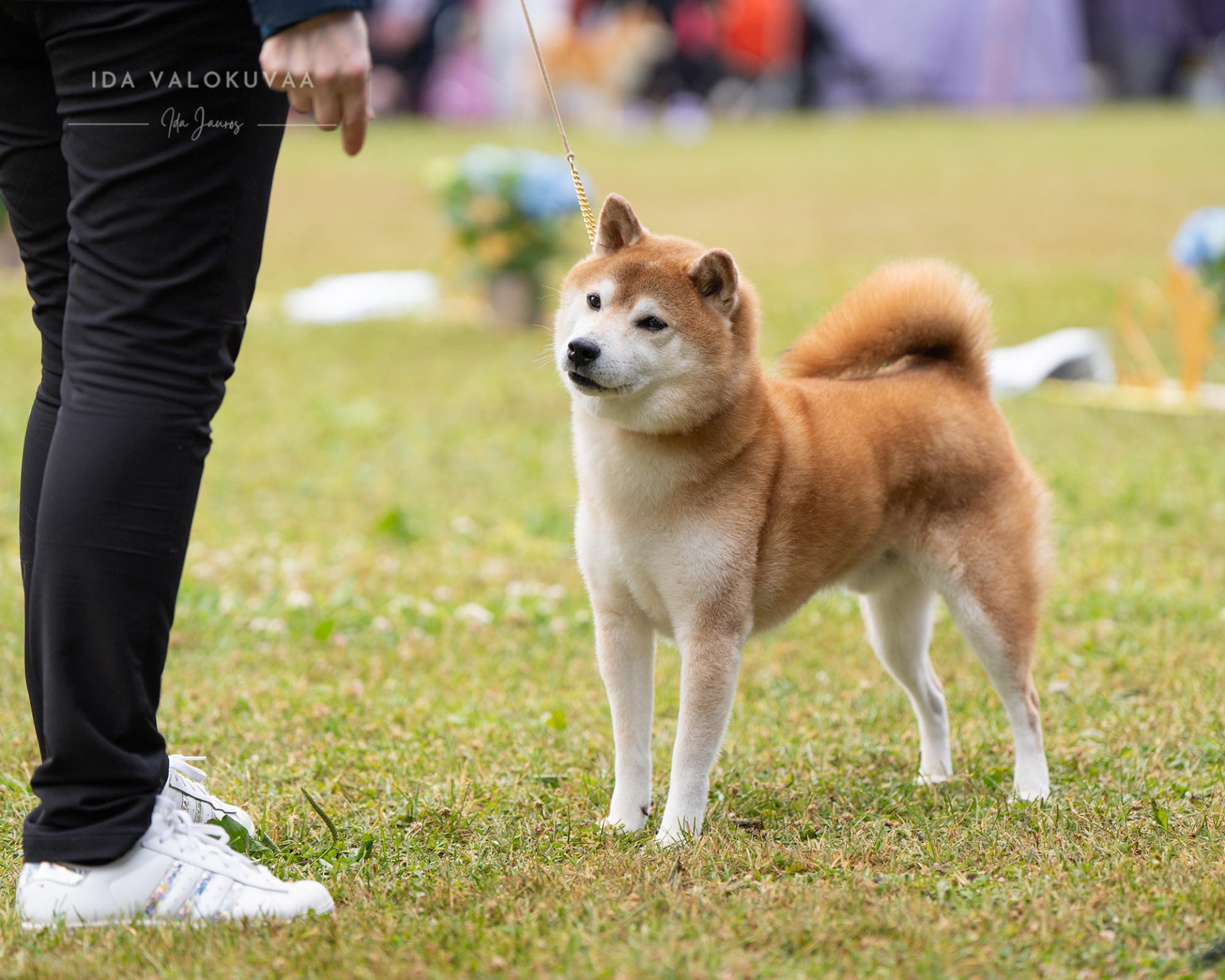 ROP Pet We-Sedso Quantum Of Solace